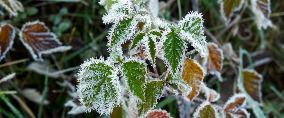 Frost on the leaves of a garden plant on a winter morning