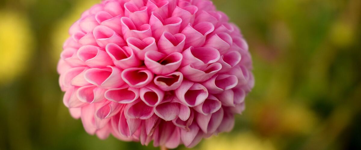 A pink ball dahlia in bloom