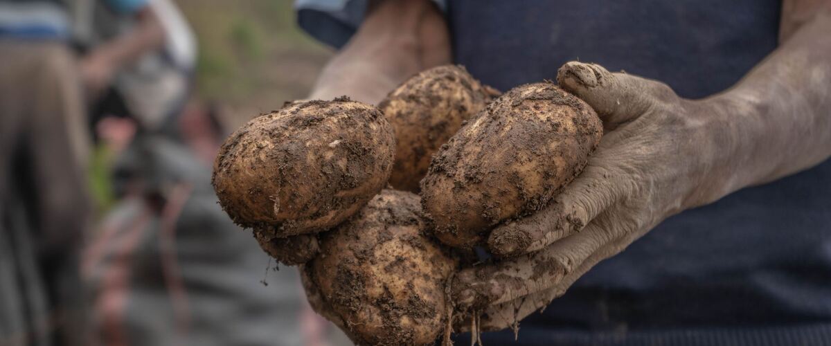 Two hands holding freshly dug potatoes covered in soil
