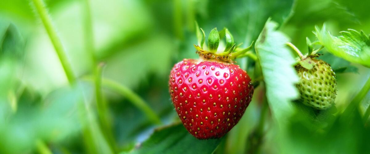 A ripe strawberry hanging among green leaves