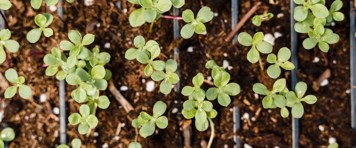 Seedlings growing in a tray of small cells