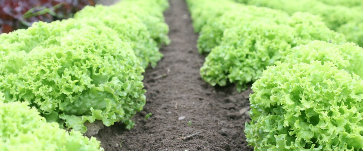 Long rows of lettuce growing in a field