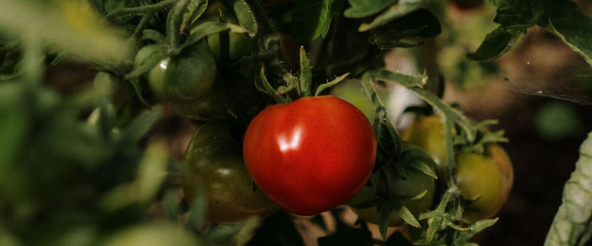 Green and red tomatoes on a leafy tomato plant