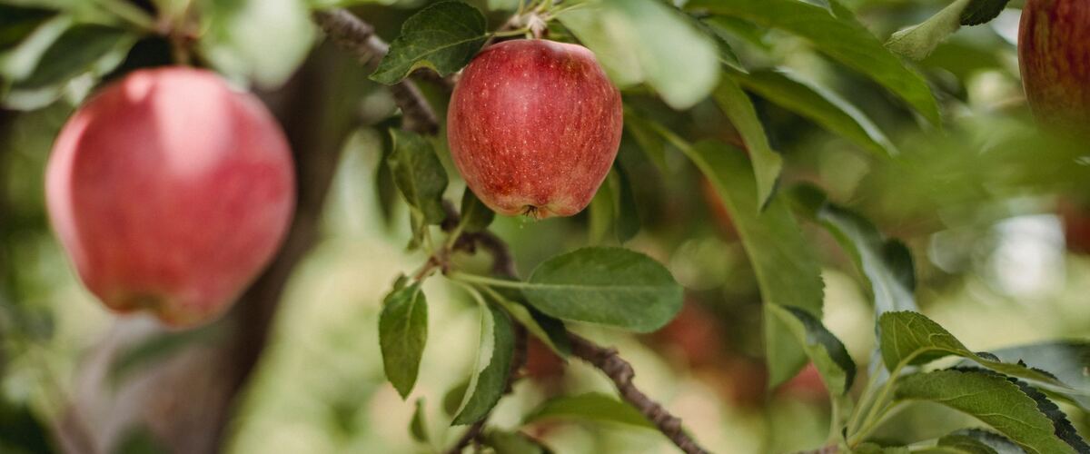 Ripe red apples hanging on a leafy apple tree branch