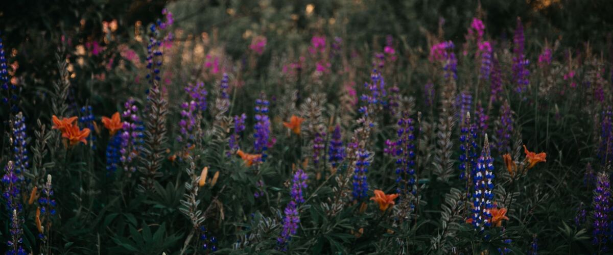 Purple lupines and orange lilies blooming in a wild meadow