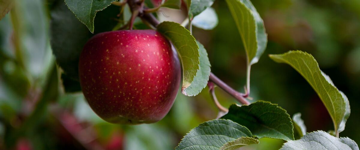 A ripe red apple on the tree
