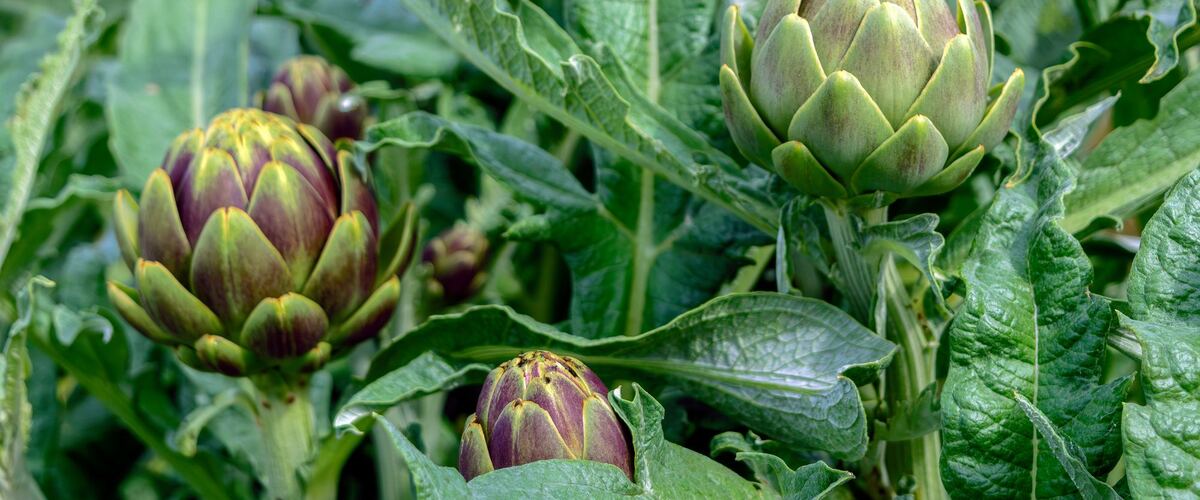Artichoke buds growing among jagged leaves