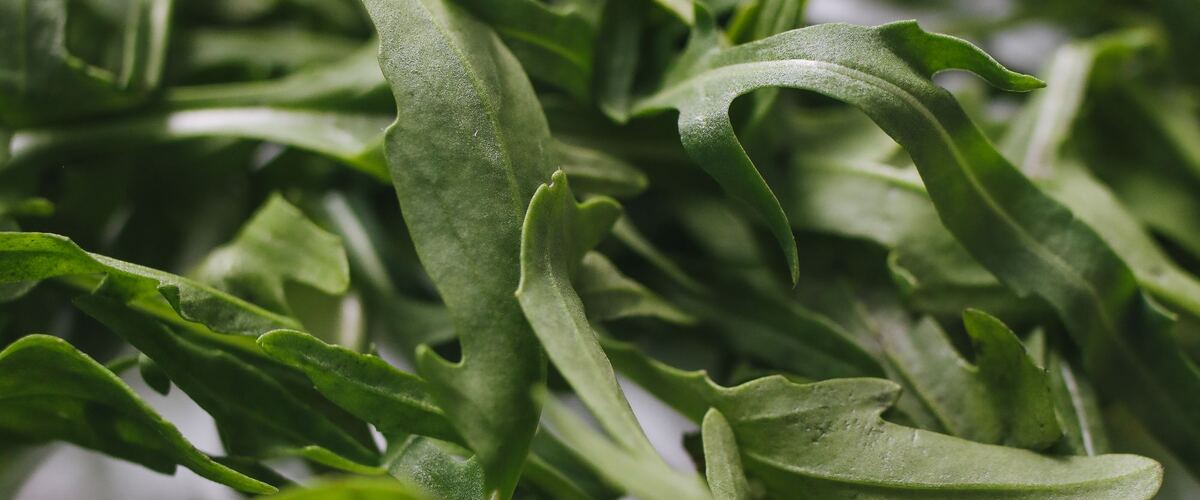 Fresh arugula leaves