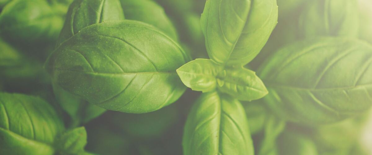 Close-up of fresh basil leaves