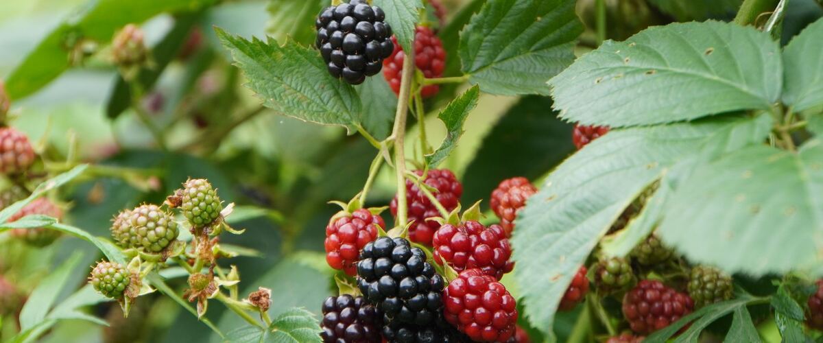 Ripe and unripe blackberries on the cane