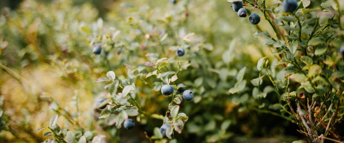 Blueberries ripening on a leafy bush
