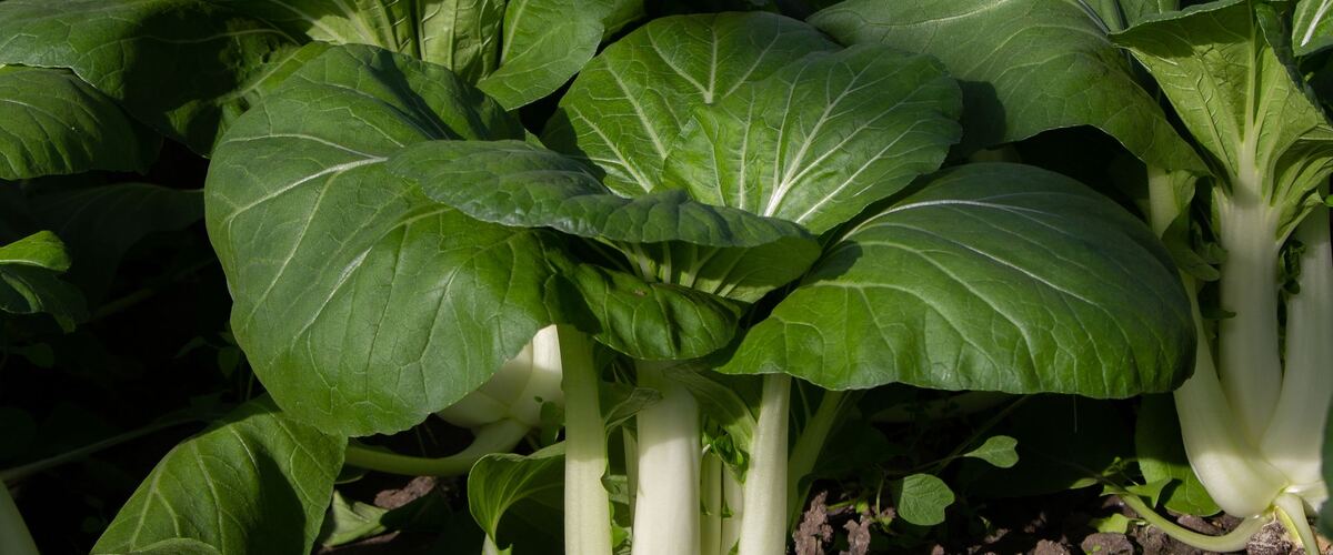 Bok choy plants growing in a garden bed