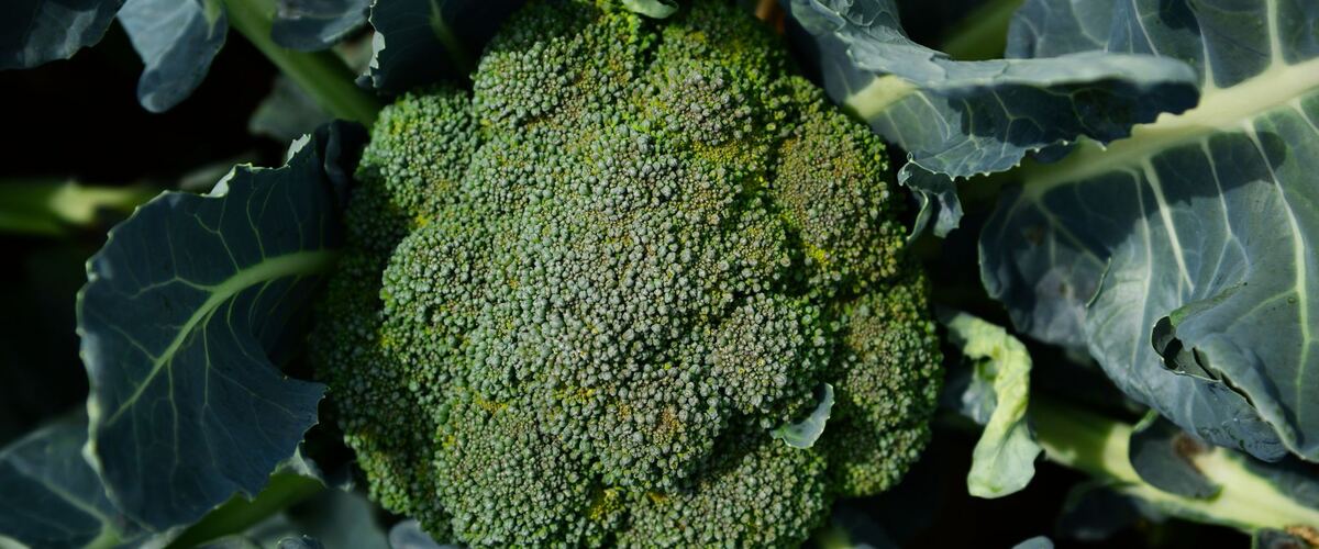 A head of broccoli growing among its large leaves