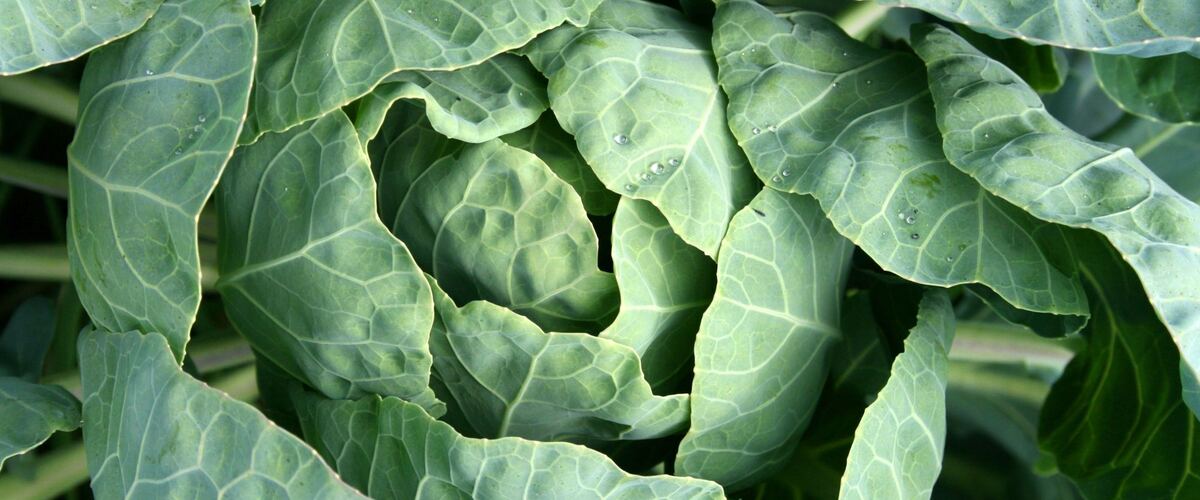 A green cabbage head wrapped in its outer leaves