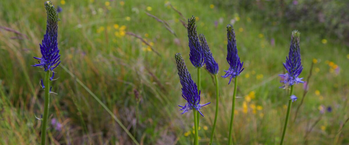 Blue camas flower spikes in a grassy meadow