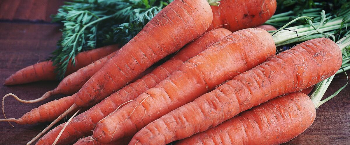 Freshly harvested orange carrots with their green tops