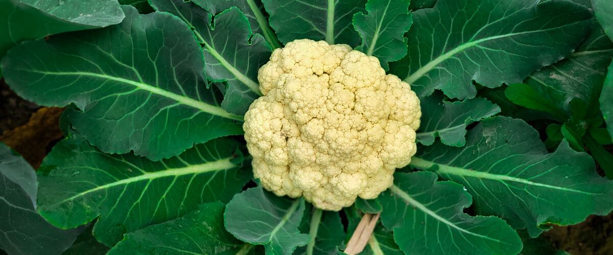 A white cauliflower head forming in the middle of a leafy plant