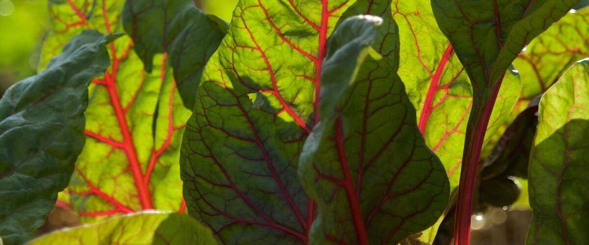 Swiss chard with red stems growing in a garden