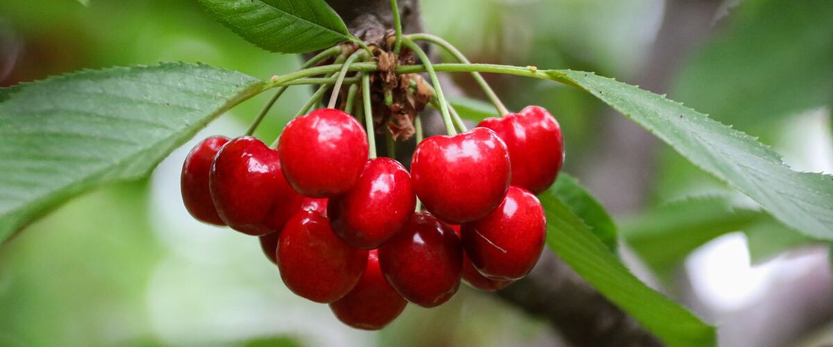 Ripe red cherries hanging on a tree