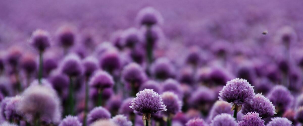 A field of chives in purple bloom