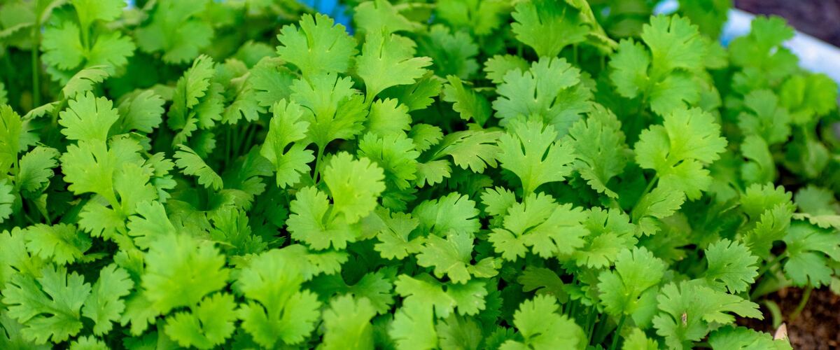 A dense patch of cilantro leaves