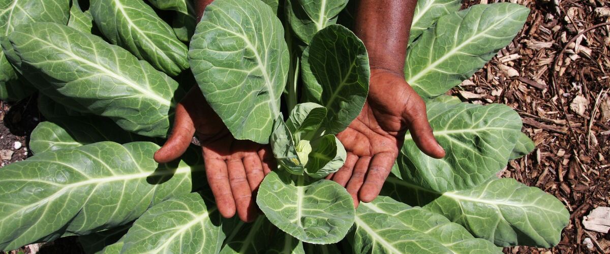 Hands cupping a young collard plant with broad, veined leaves