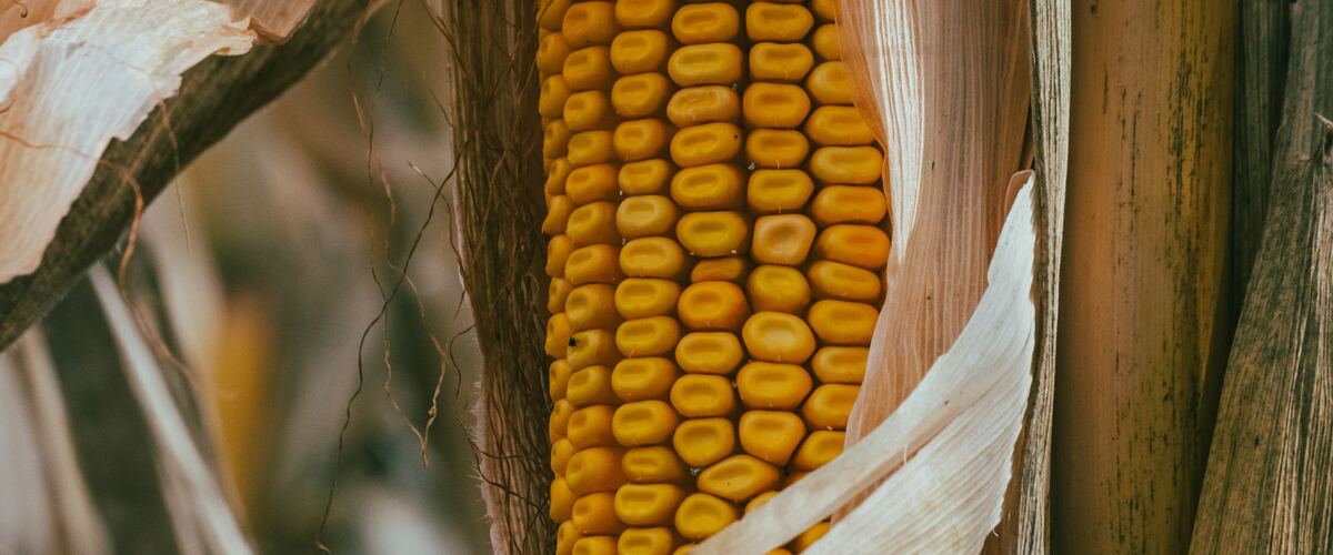 A ripe ear of corn on the stalk with its husk pulled back