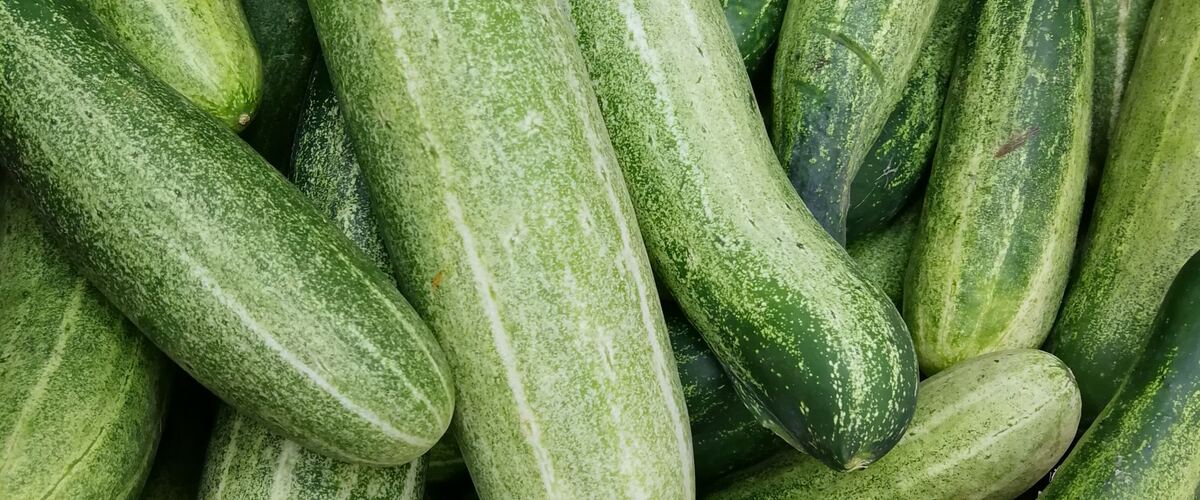 A pile of fresh green cucumbers