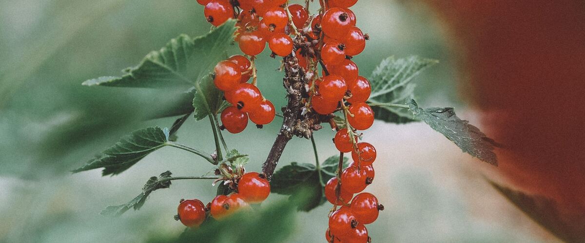 Strings of ripe red currants hanging on the bush