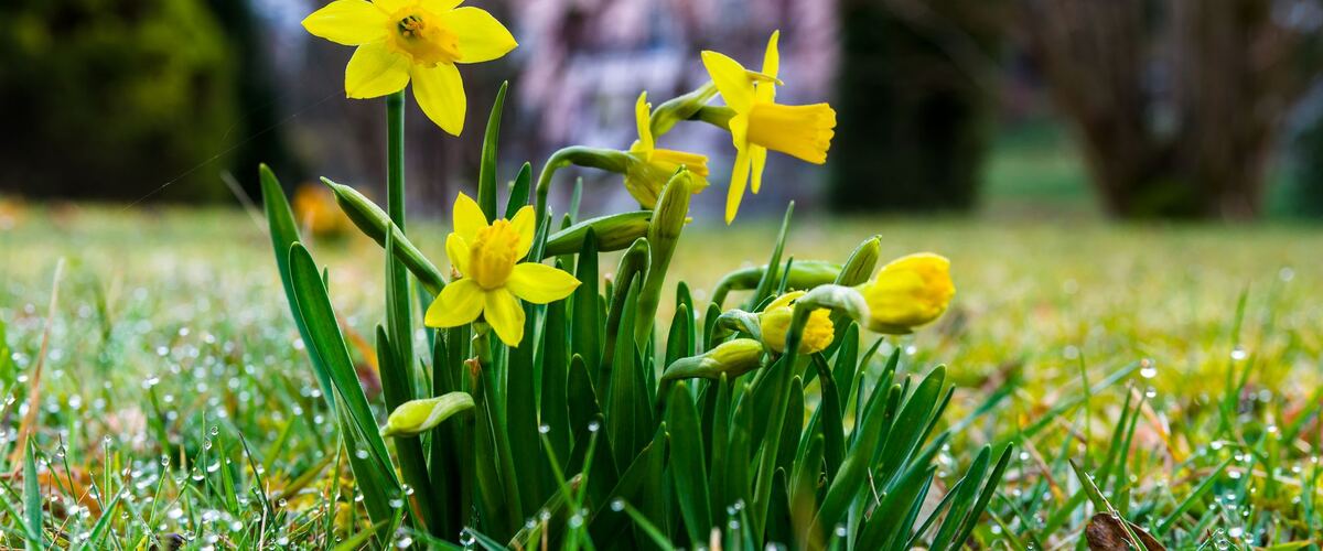 Yellow daffodils blooming in the grass