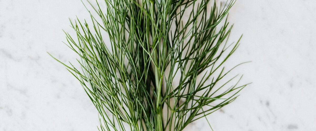 A feathery sprig of fresh dill