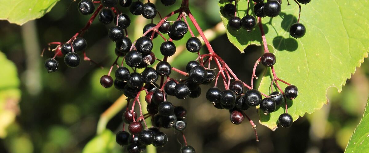 Clusters of ripe dark elderberries among green leaves