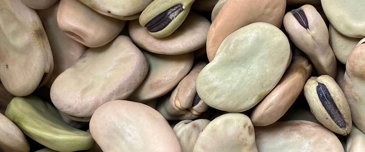 Shelled fava beans close up