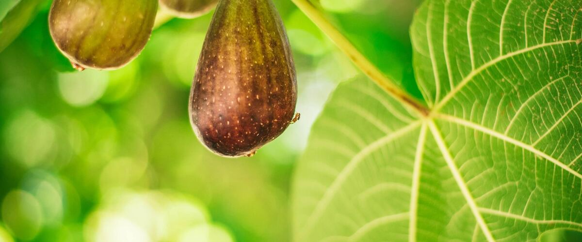 Figs ripening on a branch among large fig leaves