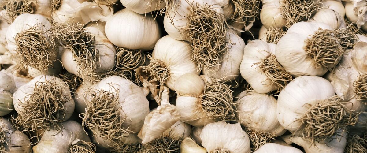 A pile of cured garlic bulbs