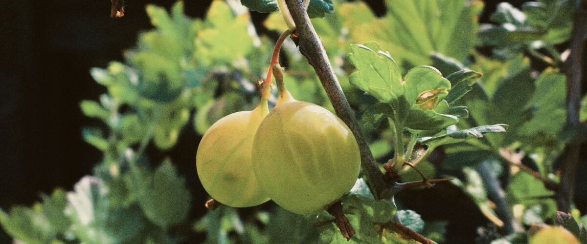 Green gooseberries ripening on a leafy branch