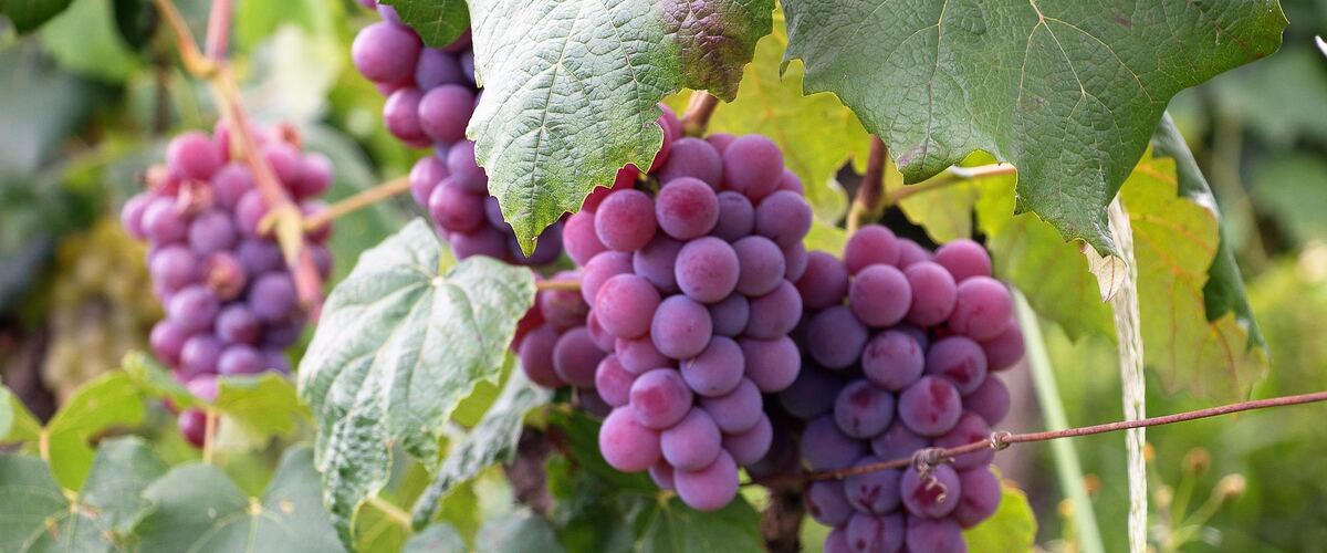 Clusters of purple grapes hanging among vine leaves