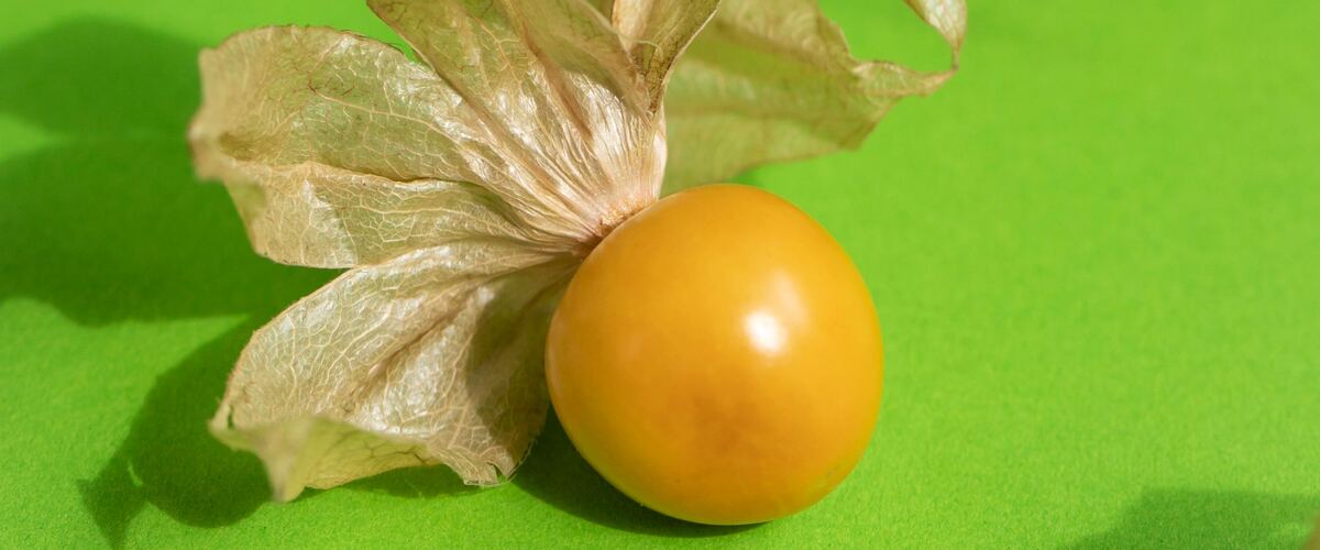 A golden ground cherry in its open papery husk