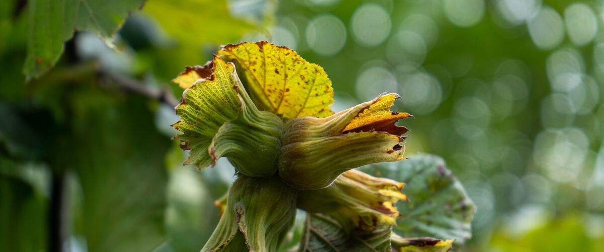 Green hazelnuts in their husks on a branch