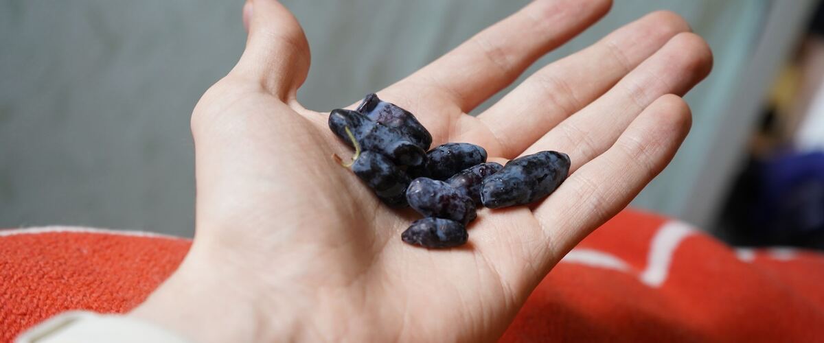 A handful of elongated blue honeyberries
