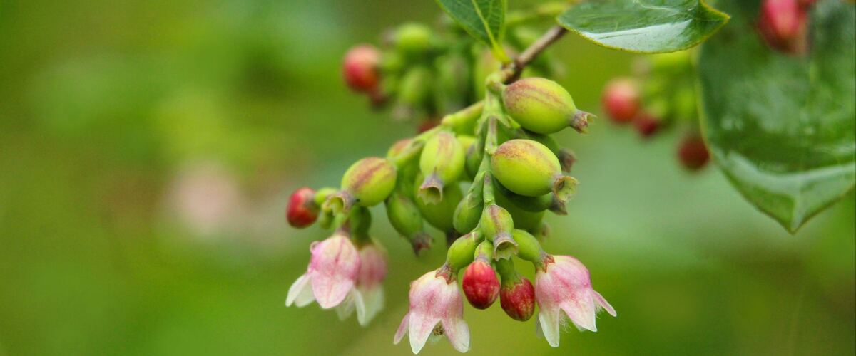 A huckleberry branch with pink bell-shaped flowers and ripening berries