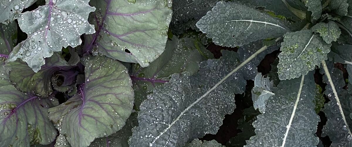 Wet kale leaves growing in a garden