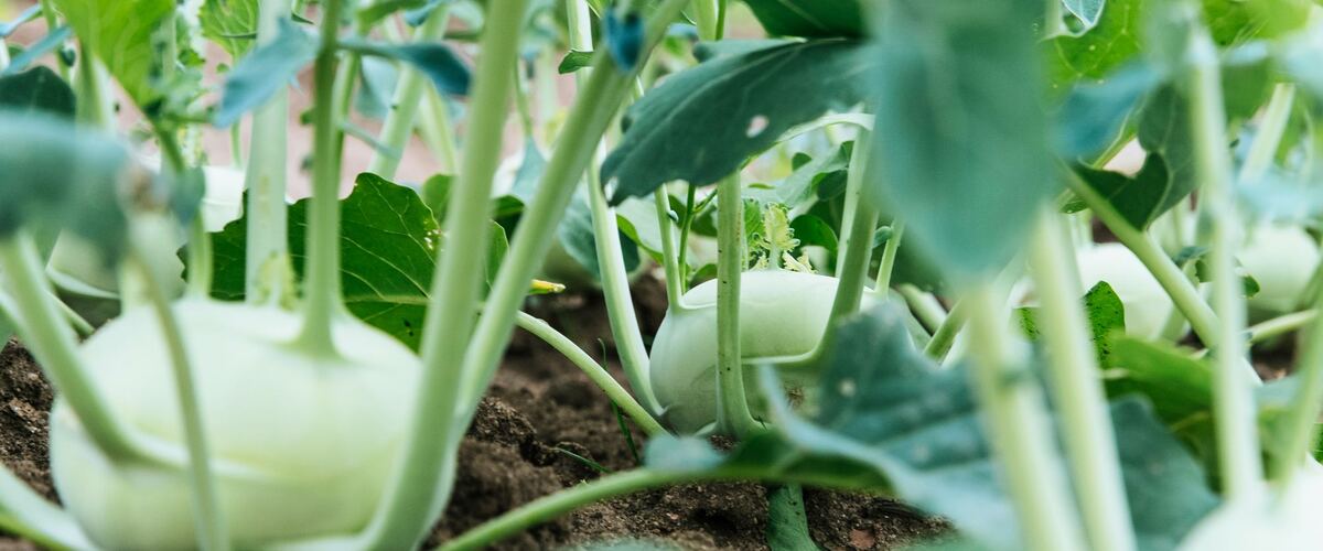 Kohlrabi bulbs swelling above the soil in a garden row