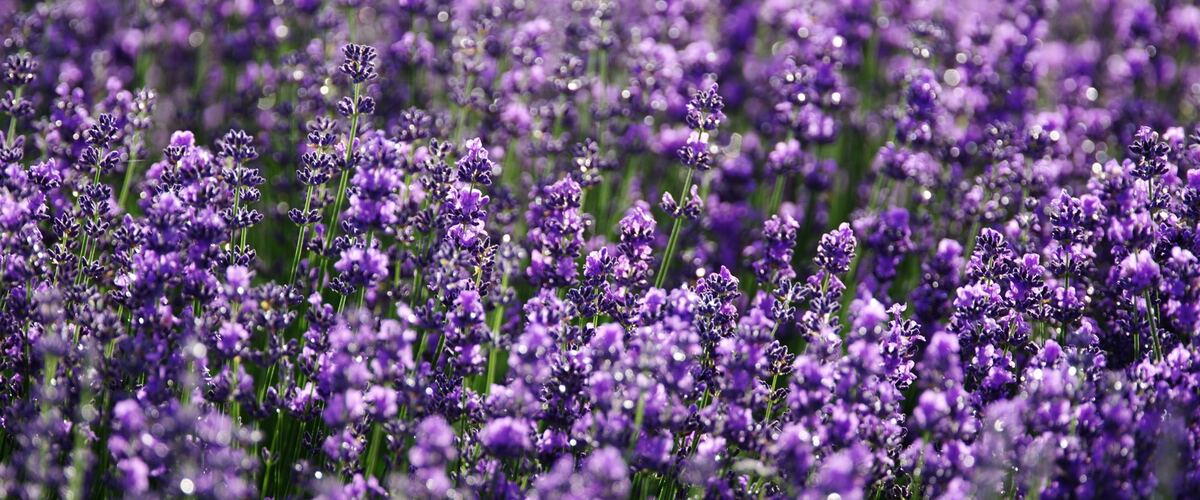 Rows of purple lavender in bloom