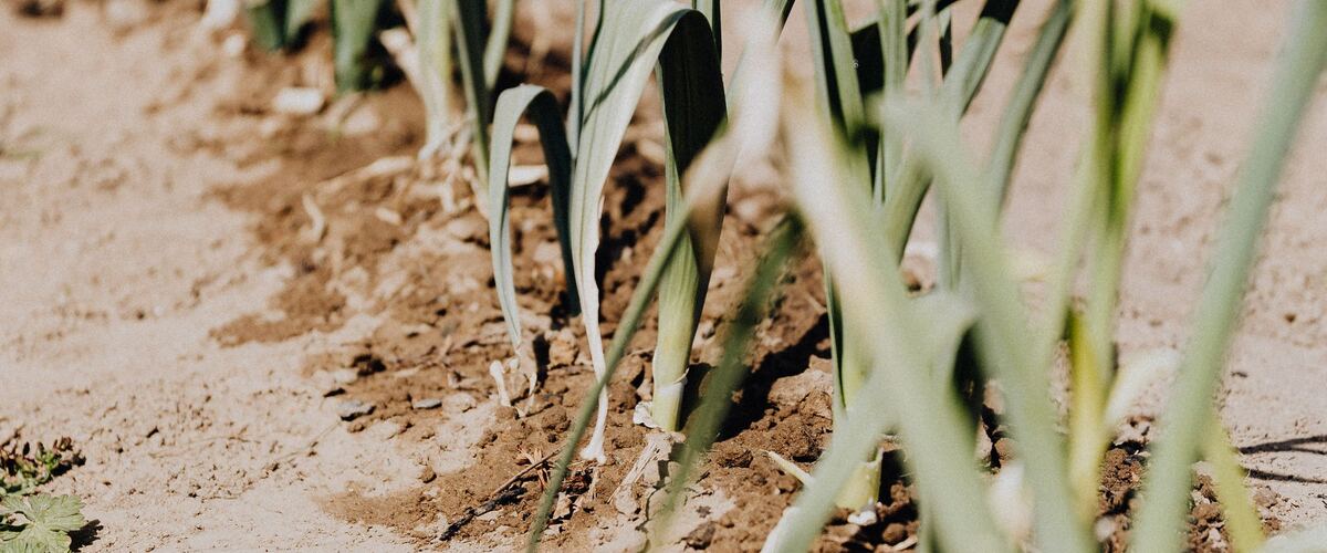 A row of leeks growing in a field