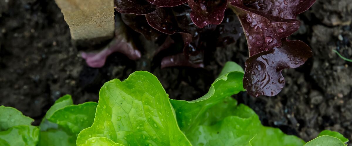 Red and green lettuce plants with water droplets