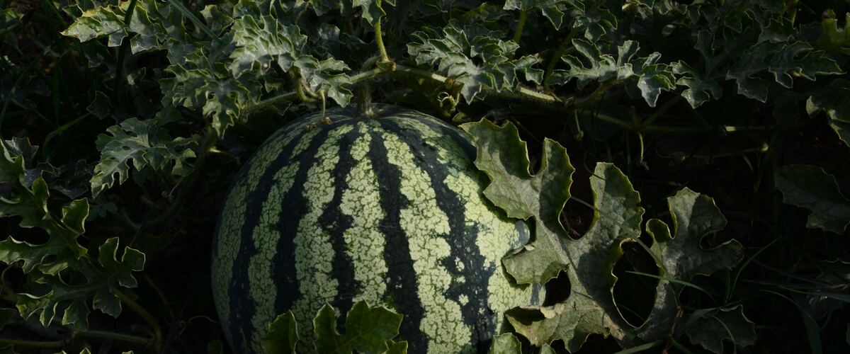A striped watermelon growing among its vines