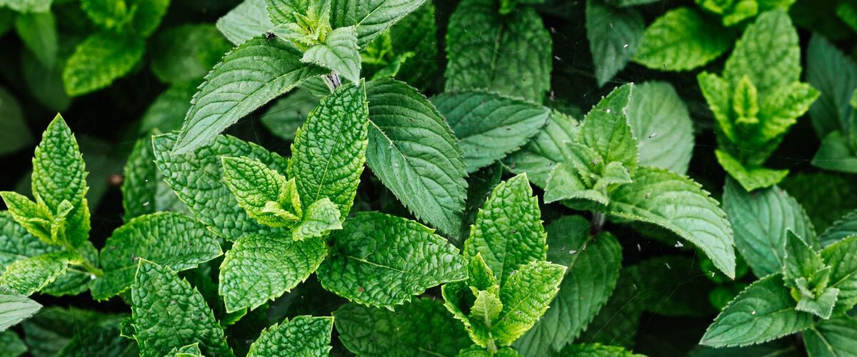 A peppermint plant seen from above