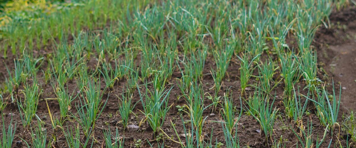 Rows of green onion plants growing in a field