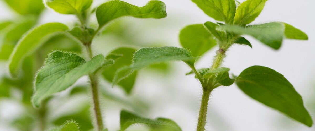 Close-up of oregano stems and leaves